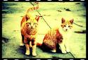 Vignette • Photo effects screenshot 4