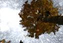 Falling Leaves Live Wallpaper screenshot 5