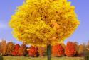 Autumn Trees Live Wallpaper screenshot 14 Autumn Trees Live Wallpaper screenshot 14