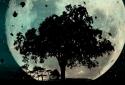 Autumn Trees Live Wallpaper screenshot 16 Autumn Trees Live Wallpaper screenshot 16