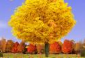 Autumn Trees Live Wallpaper screenshot 9 Autumn Trees Live Wallpaper screenshot 9