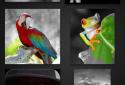 Color Splash FX screenshot 2