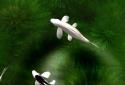 Koi Live Wallpaper screenshot 5
