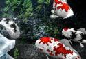 My 3D Fish II screenshot 2