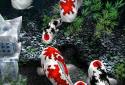 My 3D Fish II screenshot 4