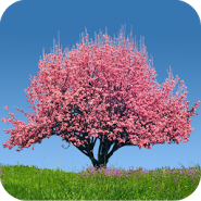 Spring Trees Live Wallpaper Spring Trees Live Wallpaper
