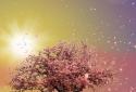 Spring Trees Live Wallpaper screenshot 1 Spring Trees Live Wallpaper screenshot 1