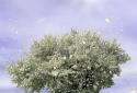 Spring Trees Live Wallpaper screenshot 2 Spring Trees Live Wallpaper screenshot 2
