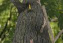 Squirrel screenshot 2