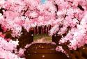 Puente de Sakura Fondo Animado screenshot 1