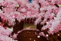 Puente de Sakura Fondo Animado screenshot 3