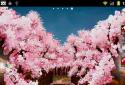 Puente de Sakura Fondo Animado screenshot 5