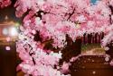Puente de Sakura Fondo Animado screenshot 7