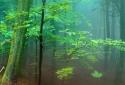 Forest Live Wallpaper 3D screenshot 1