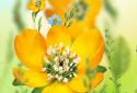 Spring Flowers Live Wallpaper screenshot 1