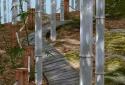 Bamboo Forest 3D Live Wallpaper screenshot 2