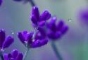 Rain Drop n Flower LWP screenshot 1
