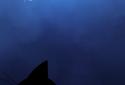 Stalker Cat Wallpaper screenshot 1