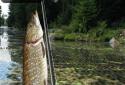 i Fishing Lite screenshot 2