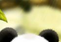 Panda Chub Live Wallpaper Free screenshot 1 Panda Chub Live Wallpaper Free screenshot 1