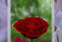 3D Rose Live Wallpaper screenshot 1