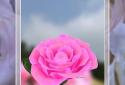 3D Rose Live Wallpaper screenshot 2