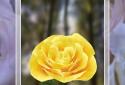 3D Rose Live Wallpaper screenshot 3