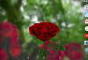 3D Rose Live Wallpaper screenshot 5