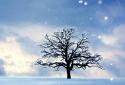 Awesome-Land Live wallpaper HD : Plant a Tree !! screenshot 4