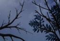 Owl Landscape screenshot 3
