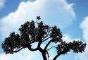 Nature Free HD LWP screenshot 1