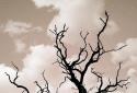 Nature Free HD LWP screenshot 3
