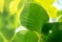 Summer Leaves Free LWP screenshot 2