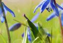 Blue Flowers Free LWP screenshot 2