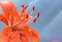 Galaxy S4 Lily screenshot 4