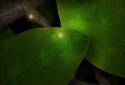 Tap Leaves Live Wallpaper screenshot 2
