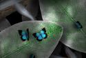 Tap Leaves Live Wallpaper screenshot 5