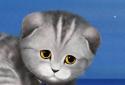 Silvery the Kitten HD screenshot 2 Silvery the Kitten HD screenshot 2