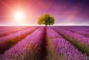 BEST NATURE LIVE WALLPAPER PRO screenshot 4