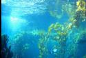 Under Water Scene HD screenshot 2