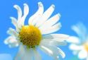 Windows 8 Live Wallpaper screenshot 2
