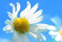 Windows 8 Live Wallpaper screenshot 4