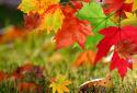 Falling Autumn Leaves LWP screenshot 3
