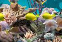 3D Aquarium Live Wallpaper PRO screenshot 2