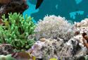 3D Aquarium Live Wallpaper PRO screenshot 4