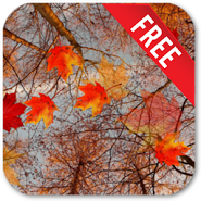 Autumn Maple Live Wallpaper