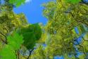 Autumn Maple Live Wallpaper screenshot 3