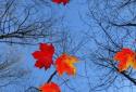 Autumn Maple Live Wallpaper screenshot 6
