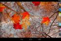 Autumn Maple Live Wallpaper screenshot 8