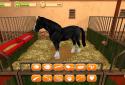 Horse World 3D - Premium screenshot 6